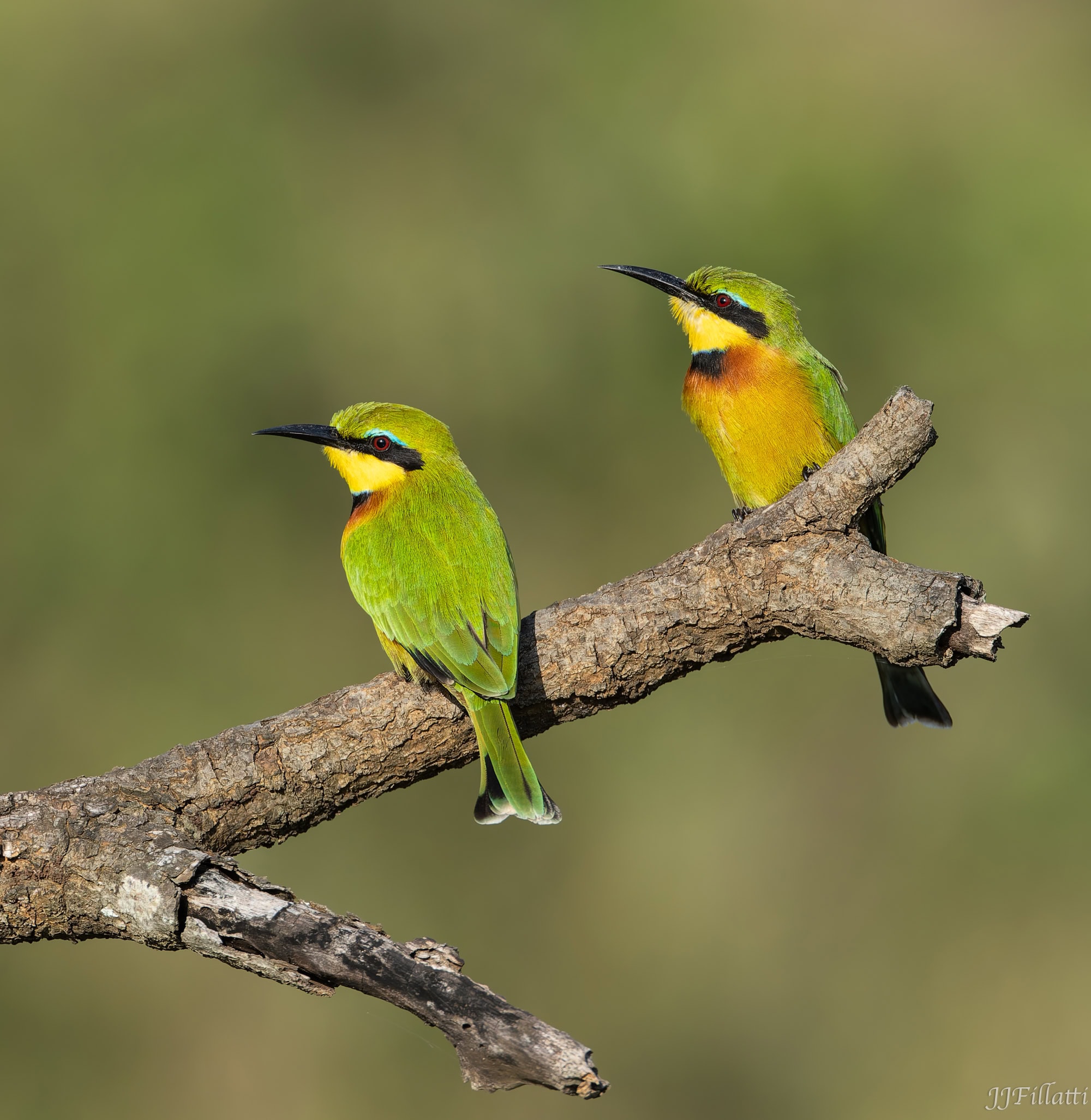 wildlife of Zimanga image 62